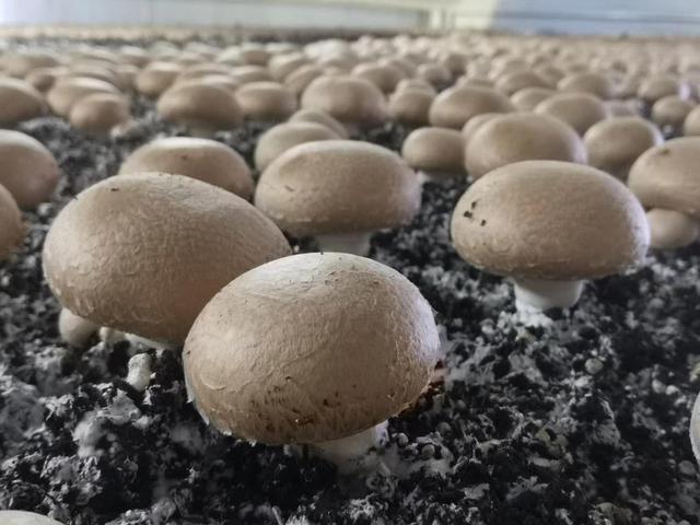 洛陽嵩縣蘑菇大棚